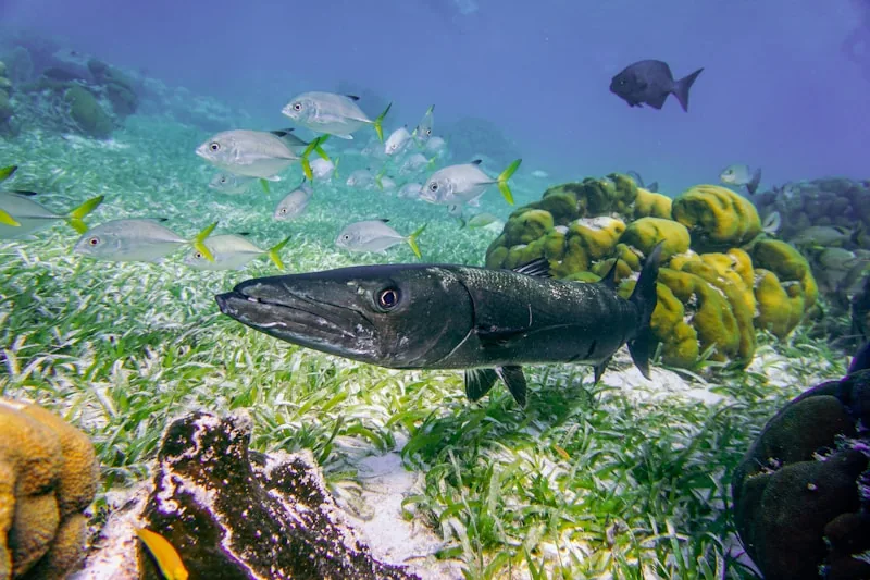 Barracuda
