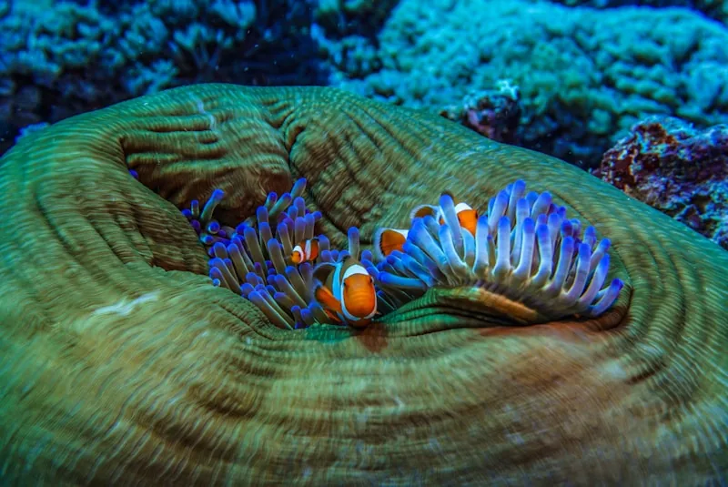 Clownfish