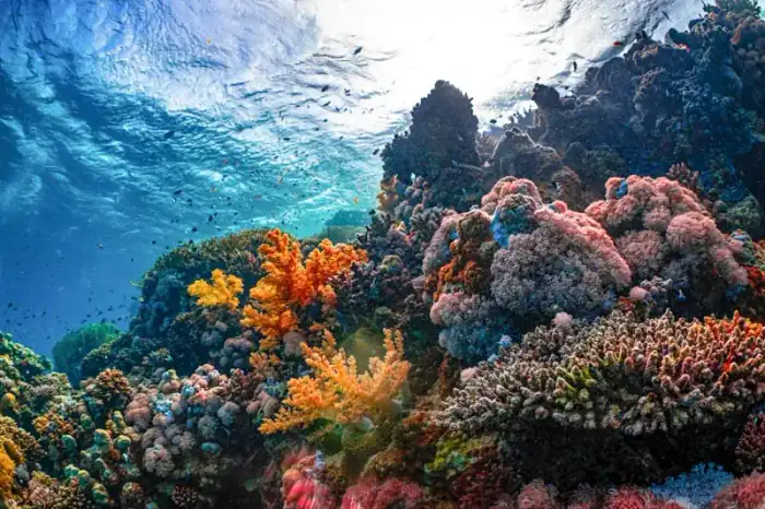 Coral Reef