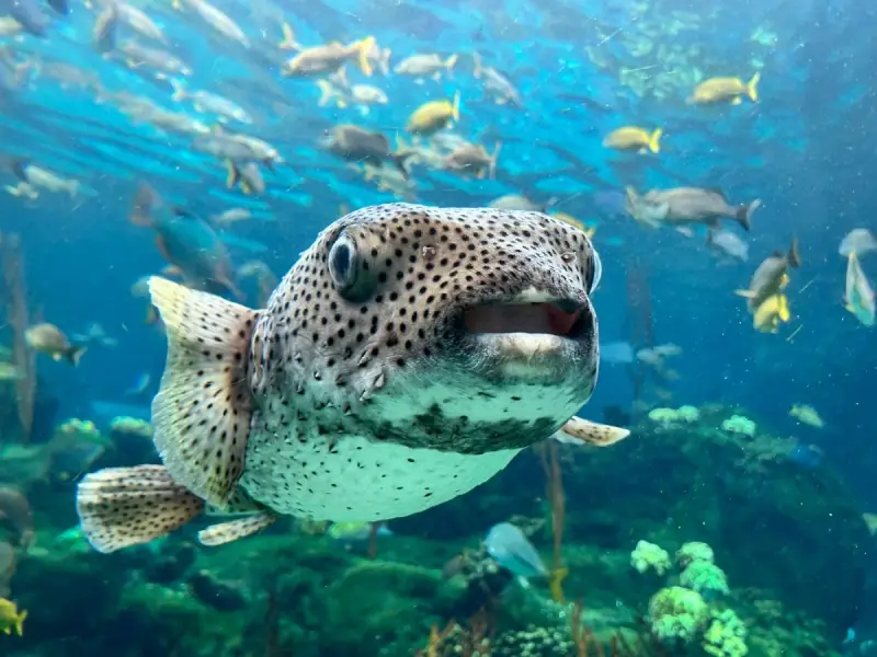 Pufferfish
