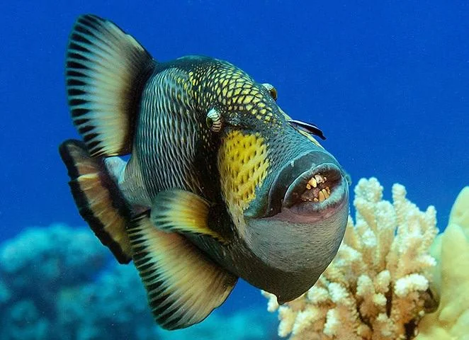 Triggerfish
