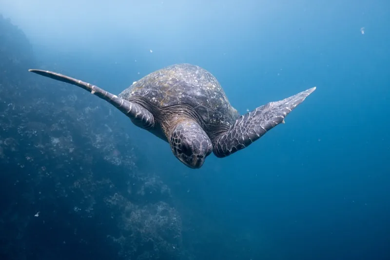 Sea Turtle
