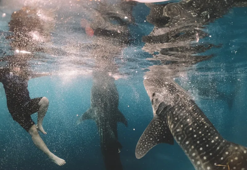 Whale Shark